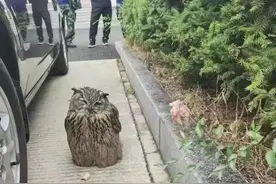 猫头鹰“喝醉了”？还拦路民警，带走图片