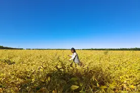 黑土地上，新农人锄禾记图片