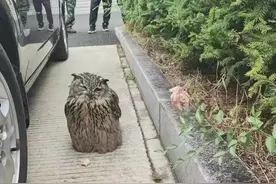 猫头鹰“喝醉了”？还拦路民警，带走图片