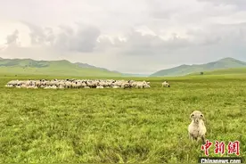 通讯：内蒙古草地羊进京记图片
