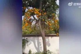 这是什么神仙邻居！杭州女子路过邻居家，发现满满一院子水果，惊艳图片