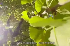 银杏如何分雌雄，关于银杏你了解多少？图片