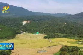阳西塘口富硒有机胭脂米收获上市图片