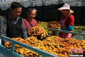 「十年@每一个奋斗的你」侨商耕耘“菊花世界”数千万支鲜花绽放共富路图片