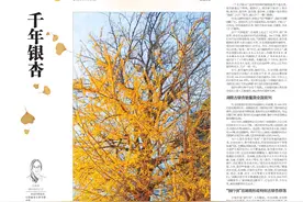 湖南最老银杏2500岁，为什么银杏容易出“寿星”？图片