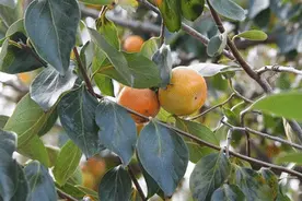 岁岁年年柿柿红，看嘉定阿姨用传统方式制作柿饼图片