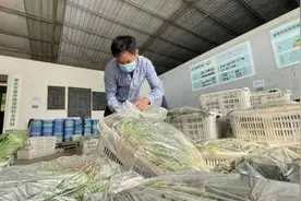 半价不到！重庆一农场老板全城配送“抗疫蔬菜包”图片