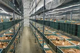 湖北宜城：产量翻两番！这家有机羊肚菌工厂出菇了图片