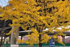 你知道吗？银杏树也分“公母”，还有不少冷知识图片