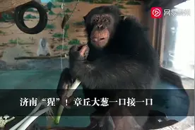 热闻｜济南黑猩猩吃大葱瓣蒜上热搜！网友：哈哈，好一个入乡随俗图片