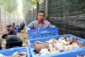 河南沁阳县利用林下场地种植雪茸菇 开辟乡村致富新路子图片