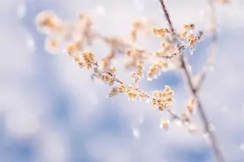 冬日养生，艾灸这几个穴位，祛寒湿，通经络，增强体质少生病图片