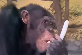 每天一棵大葱、三四瓣蒜，山东这只“吃货”猩猩冲上热搜！园方最新回应图片