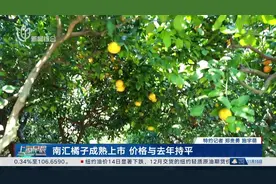 南汇橘子成熟上市 价格与去年持平视频封面