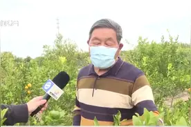 一棵橘树产十几个品种 奉贤老农技术高视频封面
