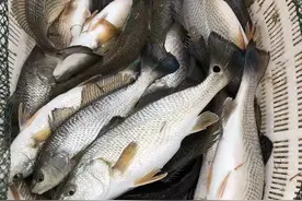 兰考黄河滩6万斤海鱼滞销了，请你伸出援手 | 大河助农系列报道①图片