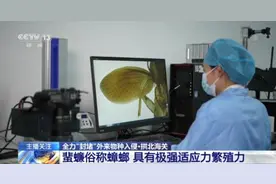 危害很大！海关截获蟑螂新物种图片