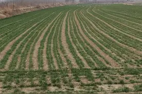 狗狗的爱情图片