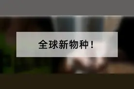 蟑螂怎么上了热搜？已被我国海关截获！别拿外来入侵物种当宠物图片