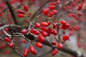 河南西峡：茱萸红遍山 药农笑开颜图片