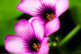 三叶草开出夺目耀眼的花朵图片