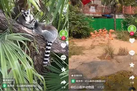 镜头下的动物园：“云认养”是解燃眉之急？图片