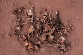 肯尼亚的“死亡平原”：三年没下雨致严重干旱，动物尸体遍布荒野图片