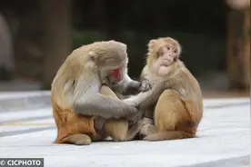 湖南张家界：冬日猴趣图片