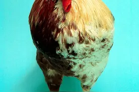 母鸡变公鸡，千古之谜仍待解开图片