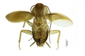 我国海关截获全球新物种图片