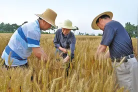 麦田里的“追梦人”图片