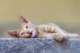 你家猫咪笑的时候，是真的在开心吗？图片