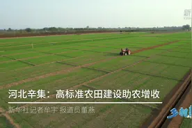 乡村新事丨河北辛集：高标准农田建设助农增收图片