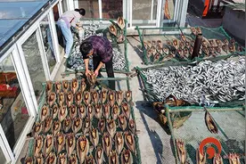 青岛即墨：山村冬日晒鱼 助力农民增收图片