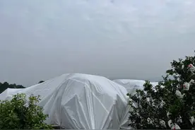 云辟谣｜蒲江耙耙柑上市了？当地农业部门：还有两月才成熟 现在买的不正宗图片