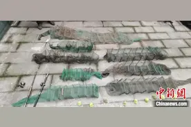 4尾国家一级保护动物“长江鲟”获救 涉案金额超千万图片