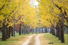 夜读｜阳光的味道图片