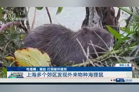 吃莲藕、慈姑 打洞破坏堤坝 上海多个郊区发现外来物种海狸鼠