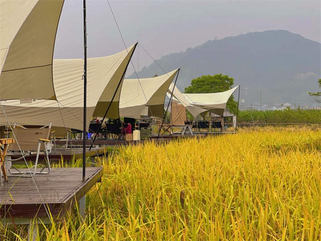 金色稻田上支帐篷,暖!余姚秋日必打卡这家乡村露营基地