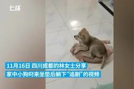 小狗叼坐垫躺下“追剧”，主人：它看了俩小时图片