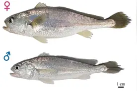 科研人员首绘小黄鱼全基因组精细图谱图片