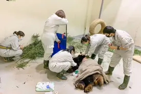 台媒：大熊猫“团团”癫痫3小时内发作4次，台北动物园紧急说明情况图片
