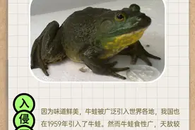 一图读懂丨外来入侵物种“冷门”图鉴之牛蛙图片