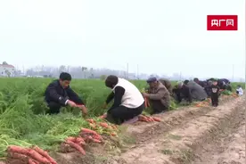 河南柘城：胡萝卜丰收 群众采摘忙图片
