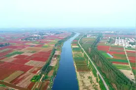 济宁鱼台小辣椒做出十亿大产业图片