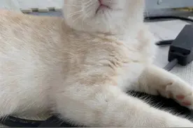 23岁女子上班撸猫月薪六千：她不焦虑，网友何必焦虑？图片