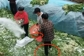网传安徽一地村民腌制酸菜时穿鞋踩踏，官方：调查中图片