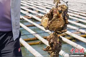 广西钦州大蚝肥美“蚝二代”养殖户：一天几十万斤不够卖图片