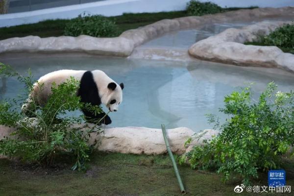 四川话亲测有效！对视瞬间，双方DNA都动了