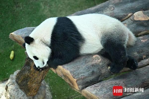 四川话亲测有效！对视瞬间，双方DNA都动了
